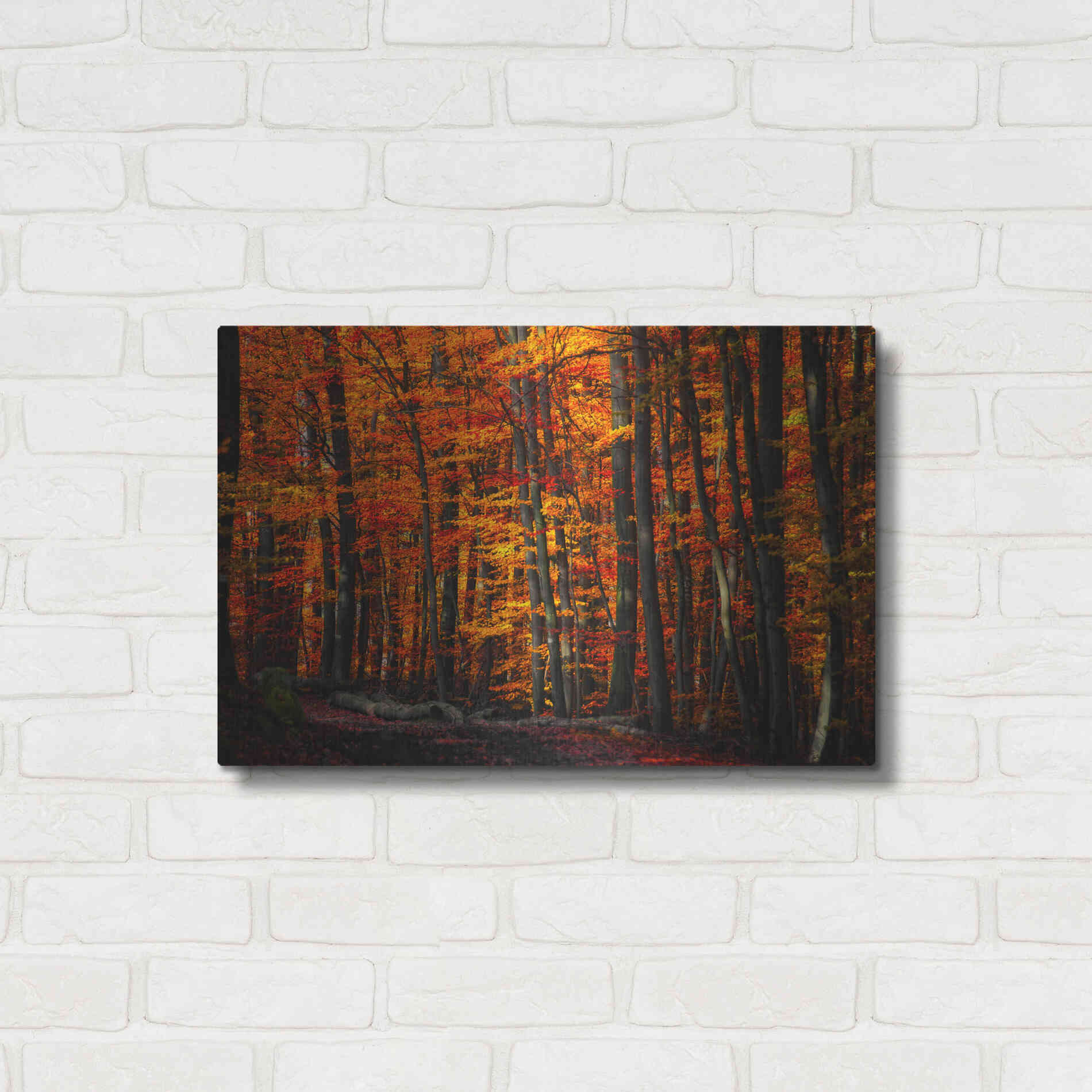 Luxe Metal Art 'Forest Density' by Philippe Sainte-Laudy, Metal Wall Art,24x16