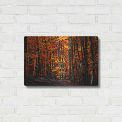 Luxe Metal Art 'Forest Density' by Philippe Sainte-Laudy, Metal Wall Art,24x16