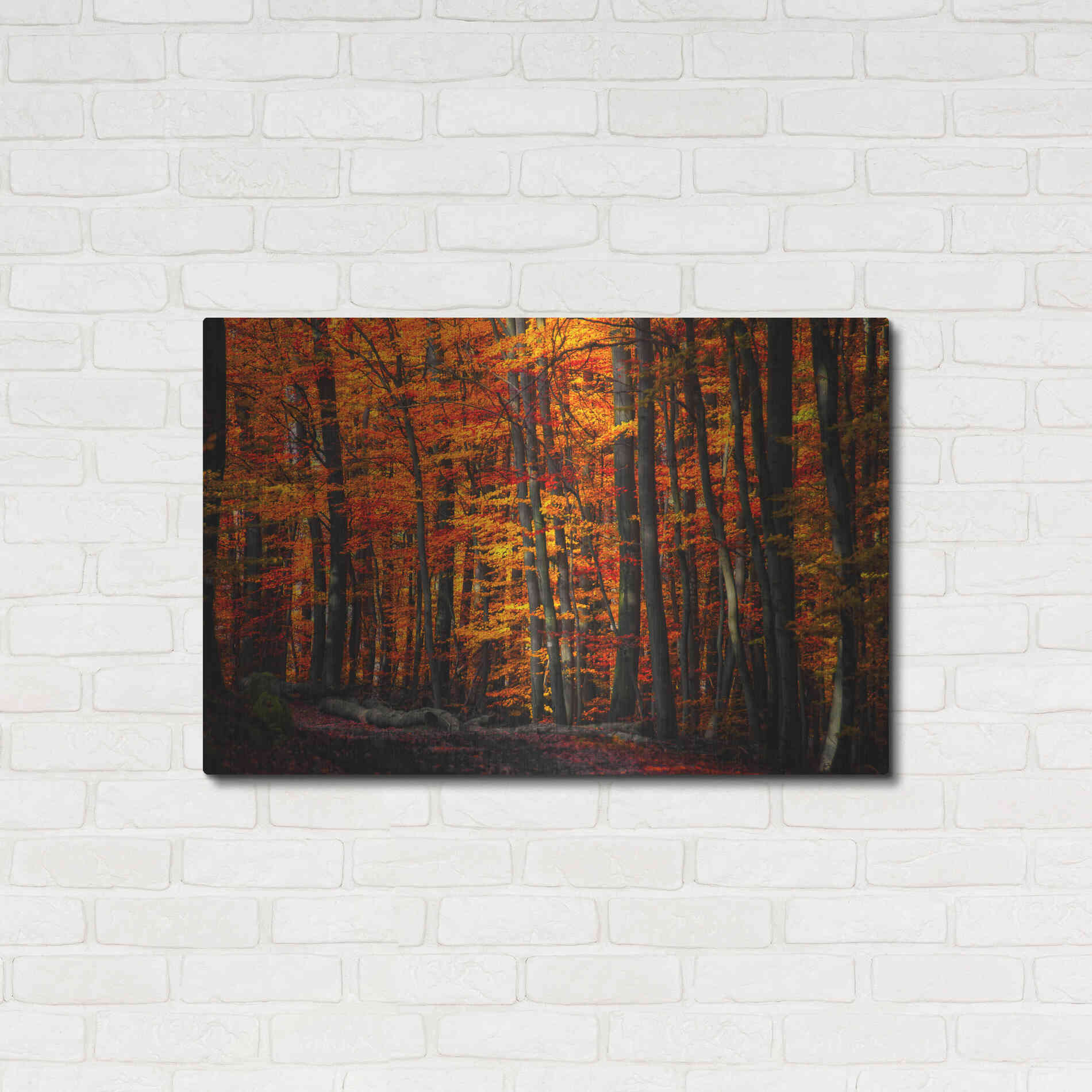 Luxe Metal Art 'Forest Density' by Philippe Sainte-Laudy, Metal Wall Art,36x24