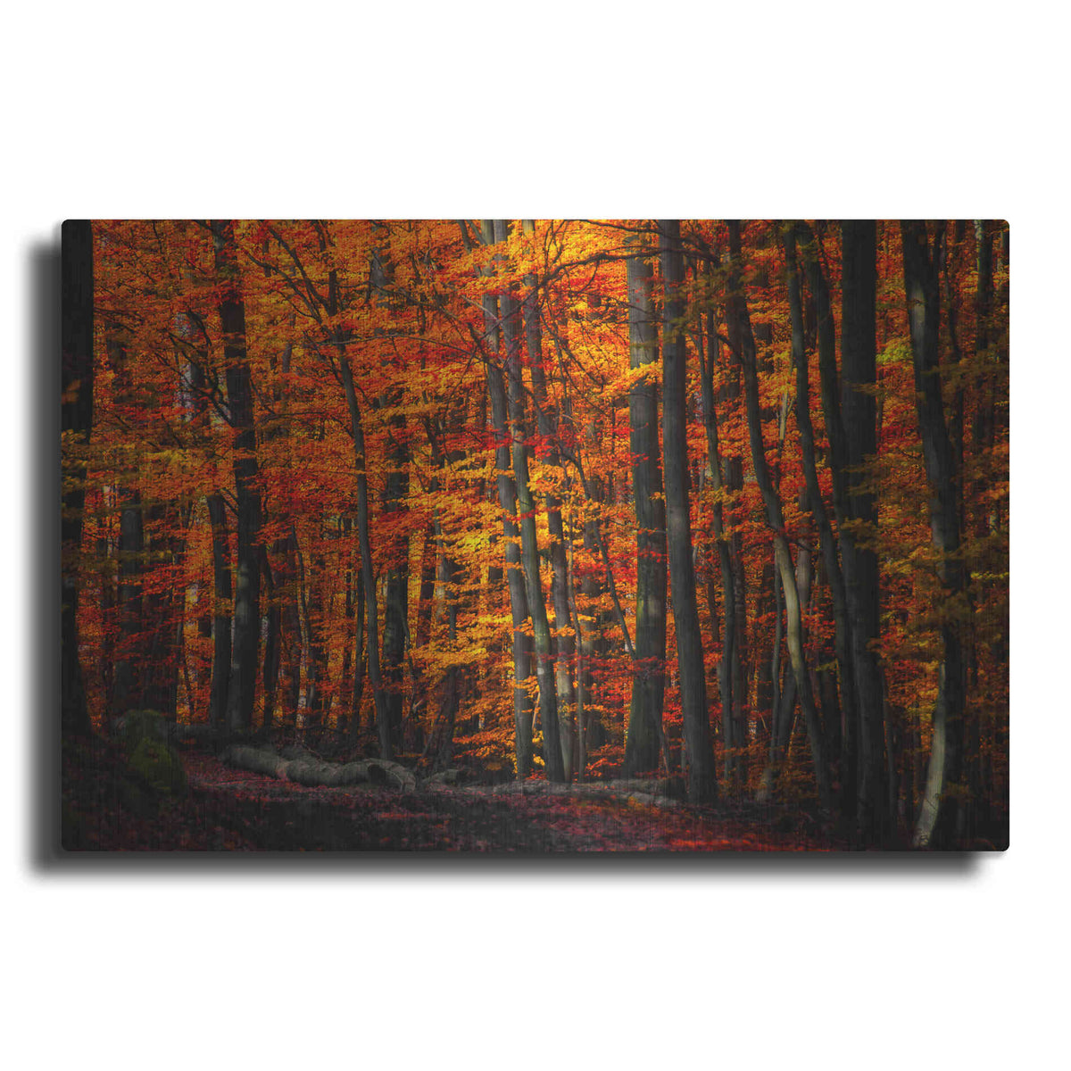 Luxe Metal Art 'Forest Density' by Philippe Sainte-Laudy, Metal Wall Art