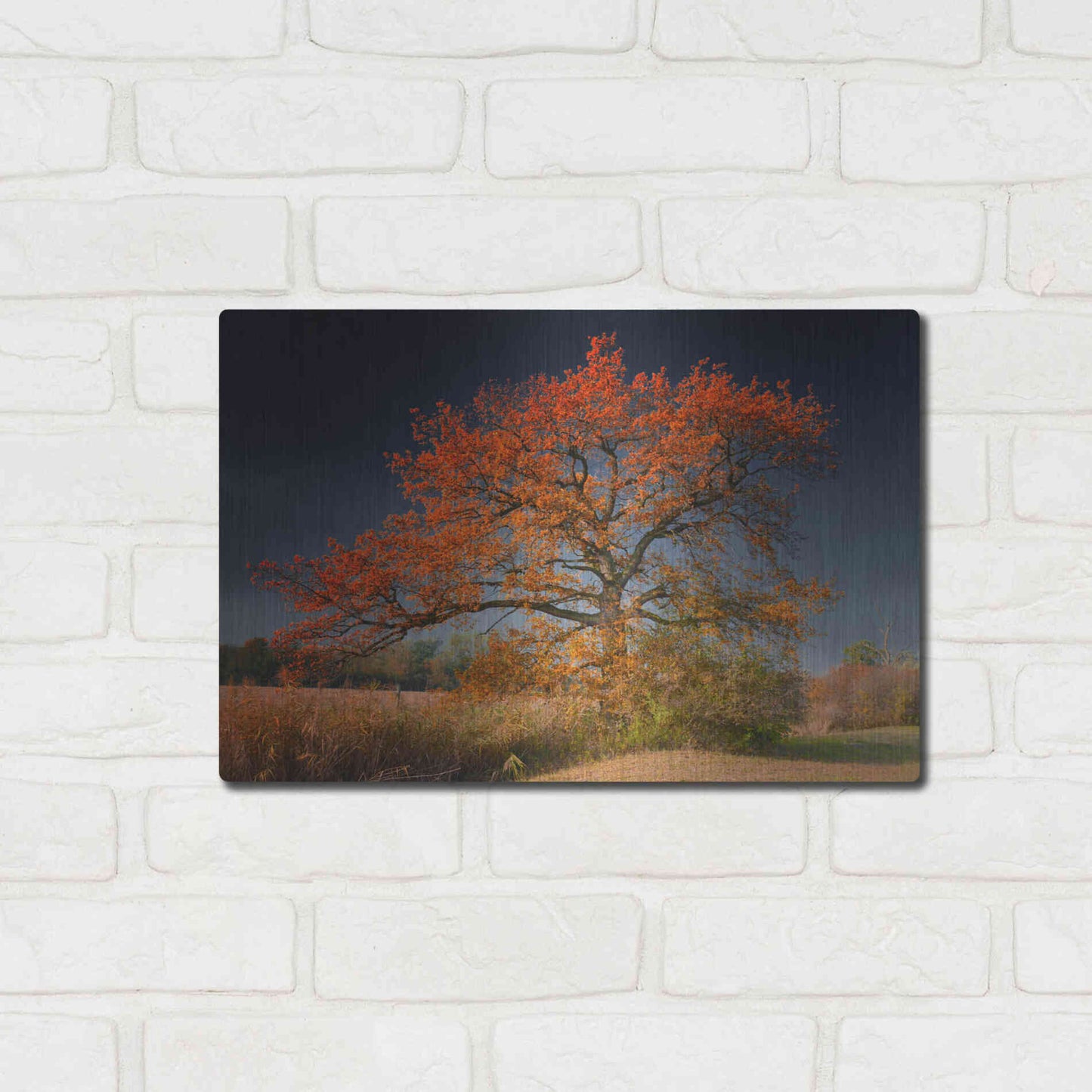 Luxe Metal Art 'Melancholy Tree' by Philippe Sainte-Laudy, Metal Wall Art,16x12
