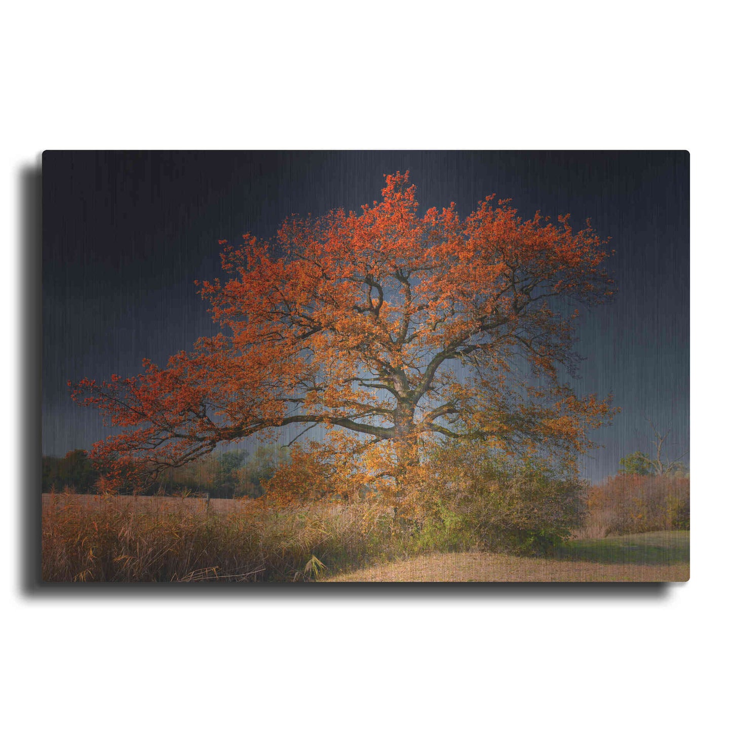Luxe Metal Art 'Melancholy Tree' by Philippe Sainte-Laudy, Metal Wall Art