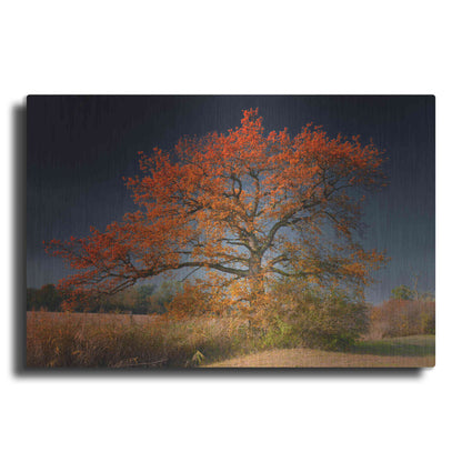 Luxe Metal Art 'Melancholy Tree' by Philippe Sainte-Laudy, Metal Wall Art
