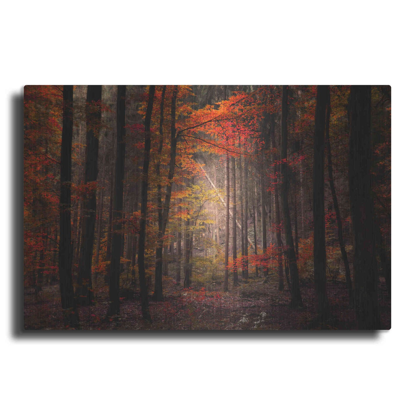 Luxe Metal Art 'Orton Wood' by Philippe Sainte-Laudy, Metal Wall Art