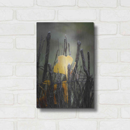 Luxe Metal Art 'Prisoner Fall' by Philippe Sainte-Laudy, Metal Wall Art,12x16