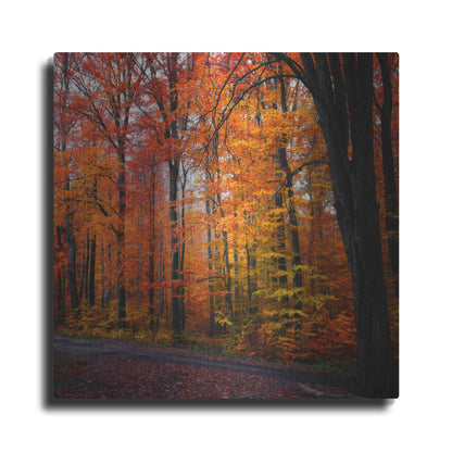 Luxe Metal Art 'Rainbow Fall' by Philippe Sainte-Laudy, Metal Wall Art