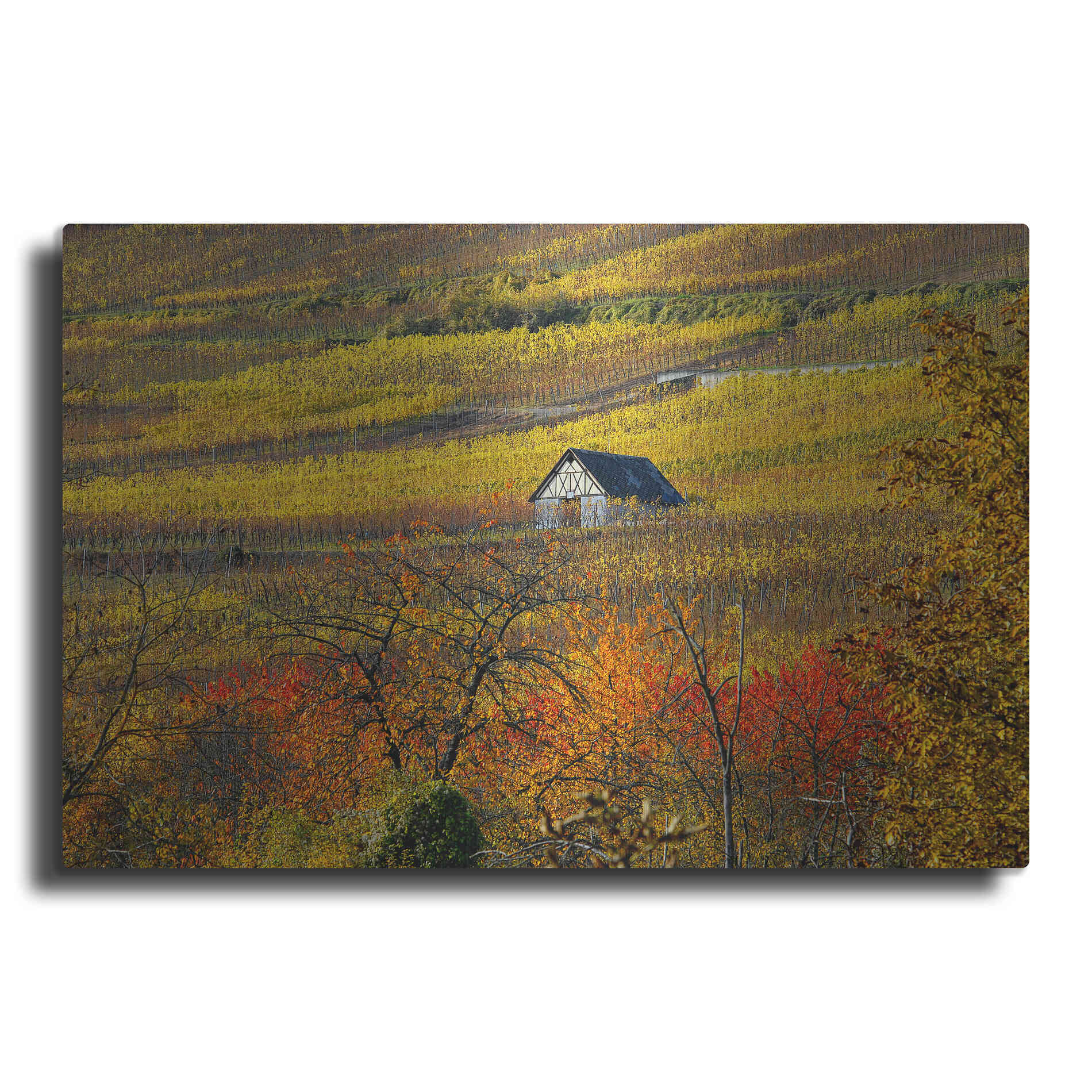 Luxe Metal Art 'The House of Vines' by Philippe Sainte-Laudy, Metal Wall Art