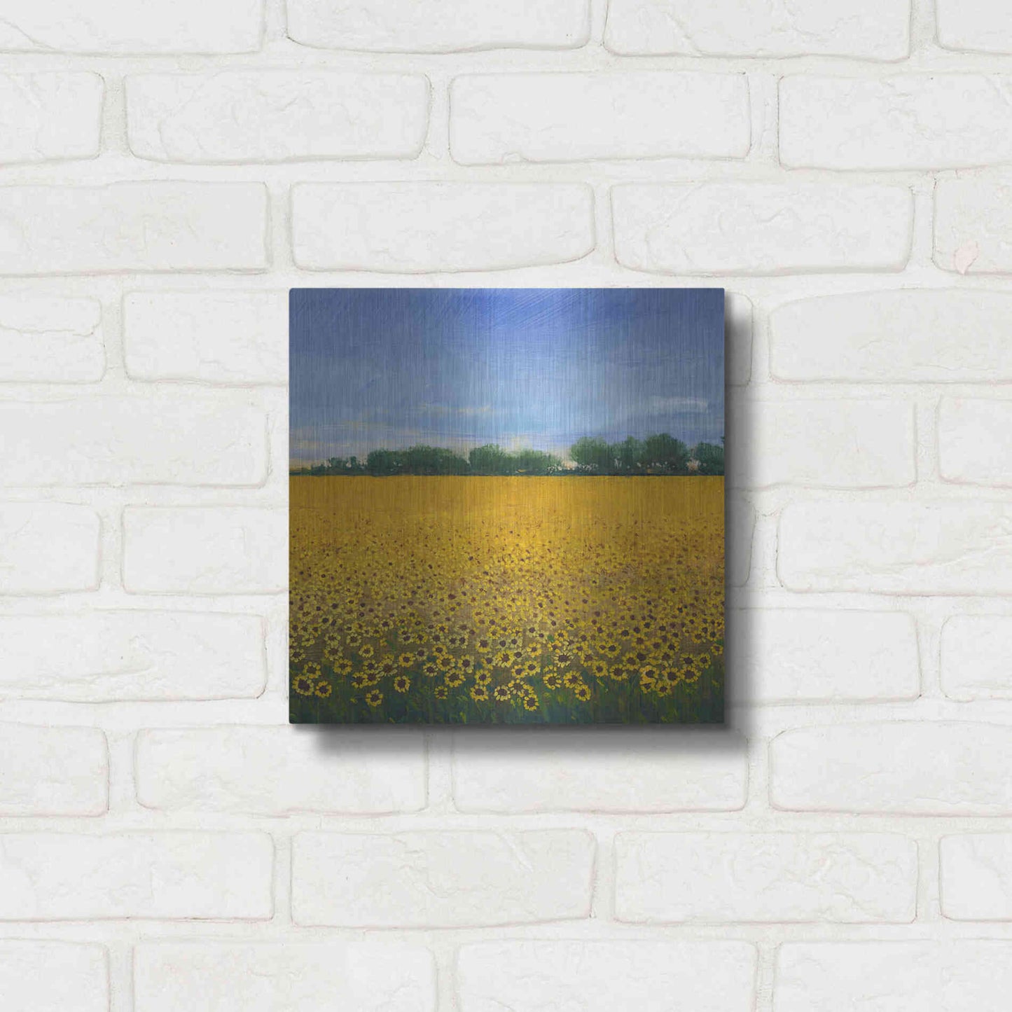 Luxe Metal Art 'Field of Sunflowers II' by Tim O'Toole, Metal Wall Art,12x12
