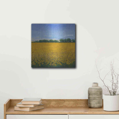 Luxe Metal Art 'Field of Sunflowers II' by Tim O'Toole, Metal Wall Art,12x12