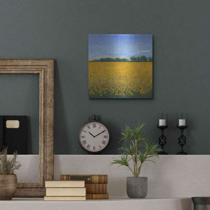 Luxe Metal Art 'Field of Sunflowers II' by Tim O'Toole, Metal Wall Art,12x12