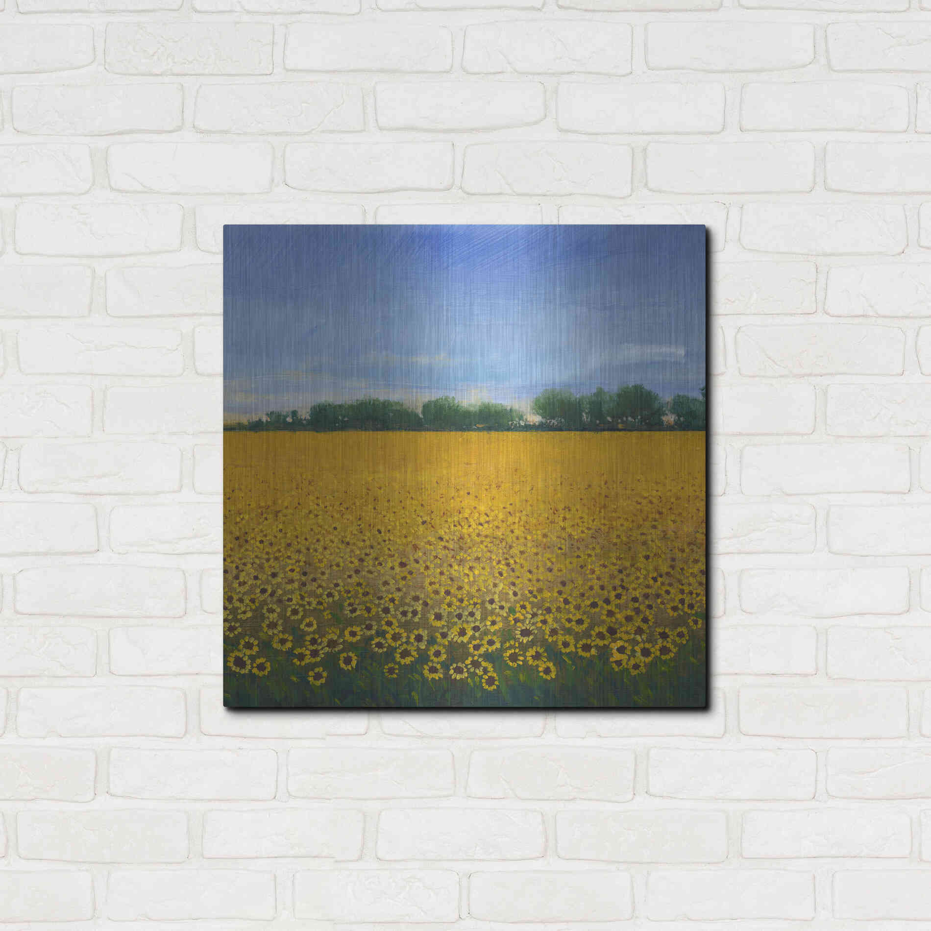 Luxe Metal Art 'Field of Sunflowers II' by Tim O'Toole, Metal Wall Art,24x24