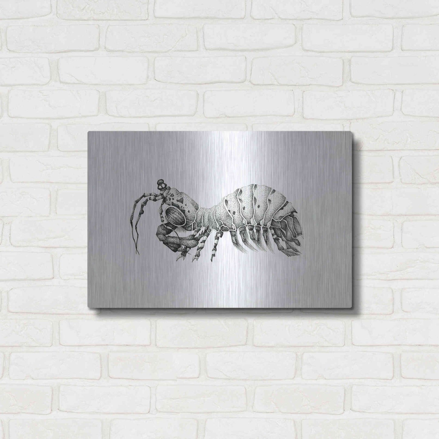 Luxe Metal Art 'Peacock Mantis Shrimp' by Avery Multer, Metal Wall Art,24x16