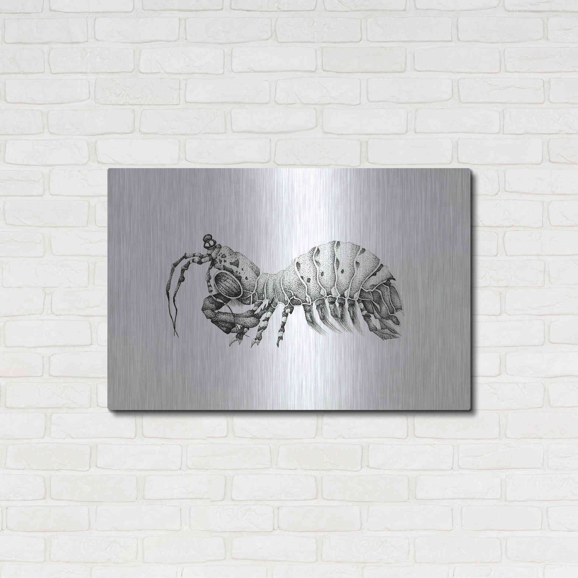 Luxe Metal Art 'Peacock Mantis Shrimp' by Avery Multer, Metal Wall Art,36x24