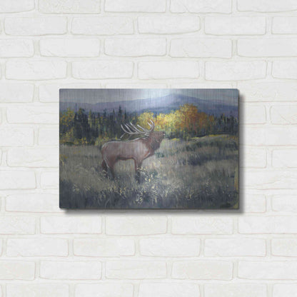 Luxe Metal Art 'Rocky Mountain Elk II' by Tim O'Toole, Metal Wall Art,24x16