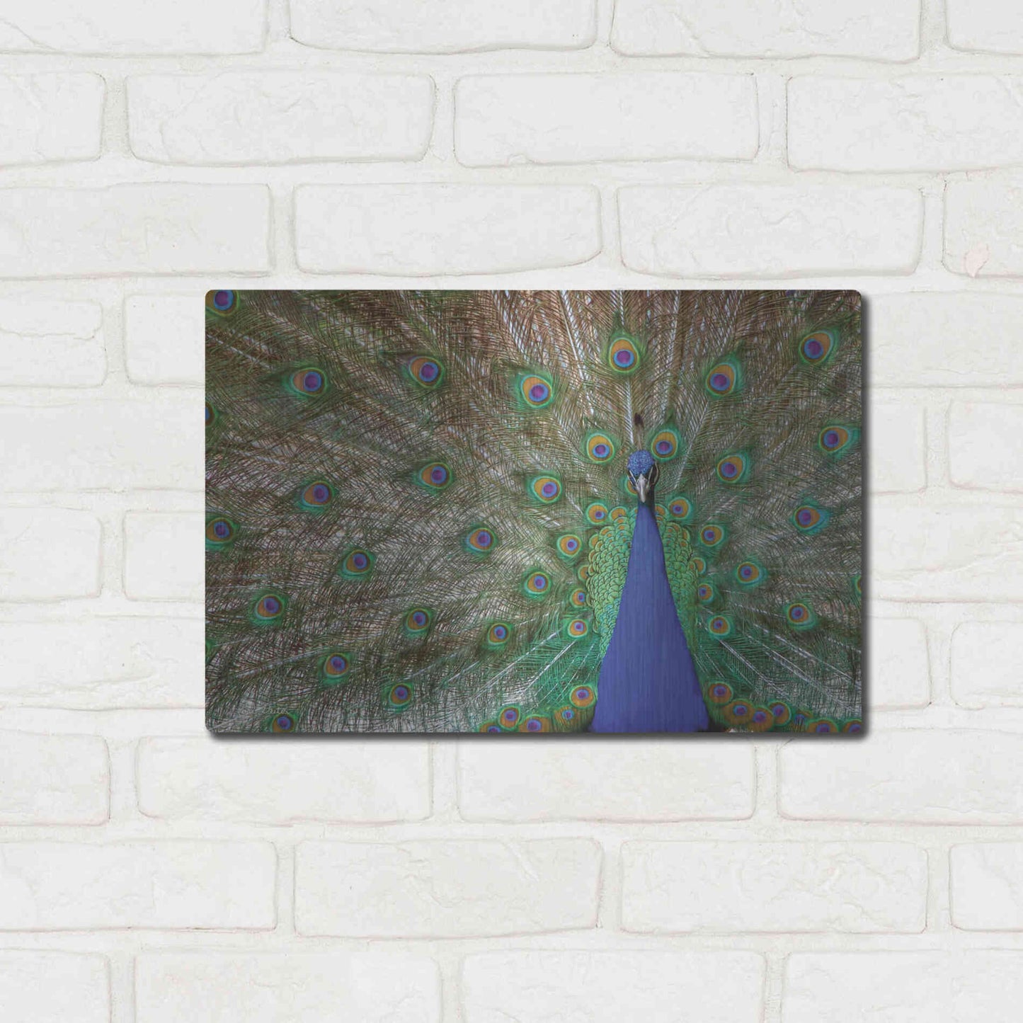 Luxe Metal Art 'Peacock' by Lori Deiter, Metal Wall Art,16x12