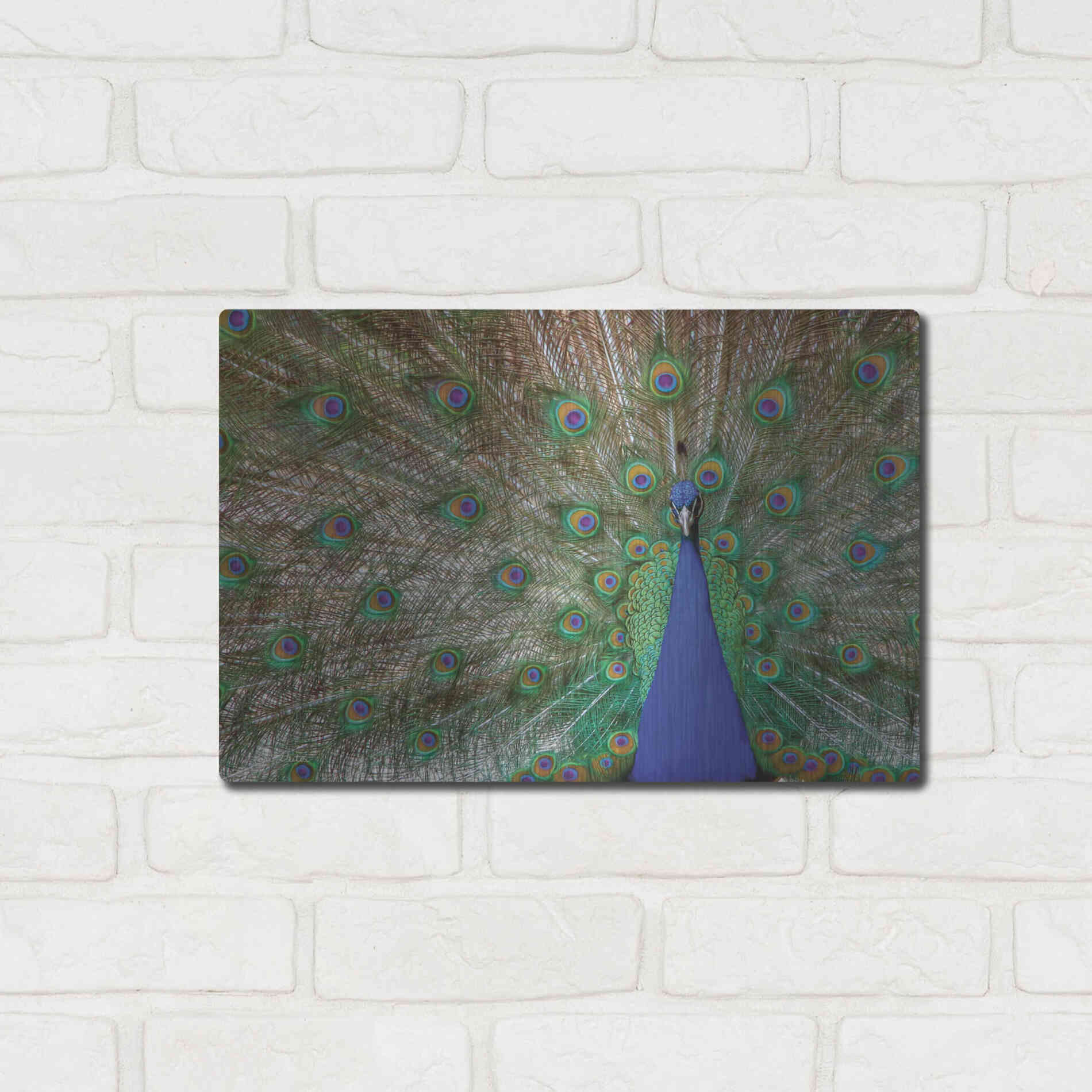 Luxe Metal Art 'Peacock' by Lori Deiter, Metal Wall Art,16x12