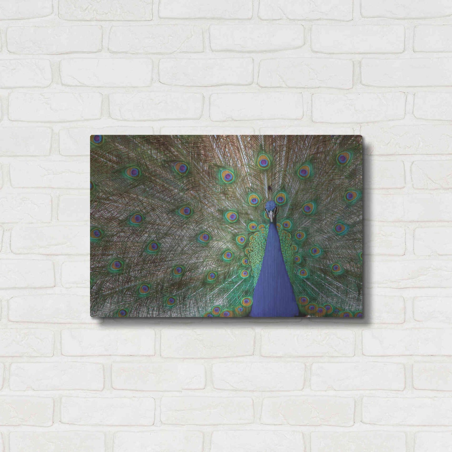 Luxe Metal Art 'Peacock' by Lori Deiter, Metal Wall Art,24x16