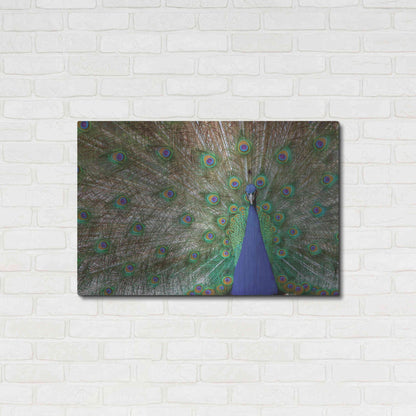 Luxe Metal Art 'Peacock' by Lori Deiter, Metal Wall Art,36x24