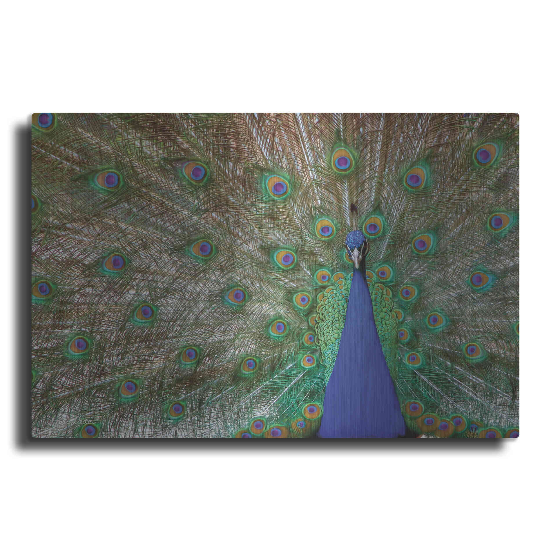 Luxe Metal Art 'Peacock' by Lori Deiter, Metal Wall Art