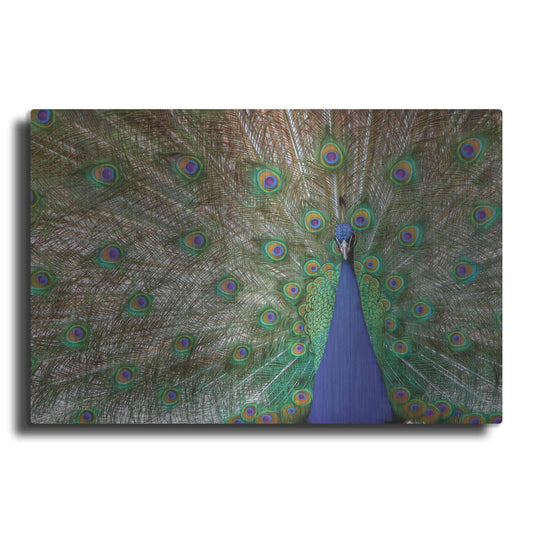 Luxe Metal Art 'Peacock' by Lori Deiter, Metal Wall Art