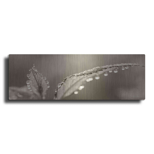 Luxe Metal Art 'Dewey Morning' by Lori Deiter, Metal Wall Art