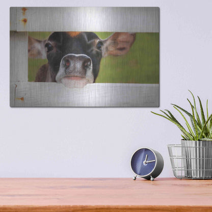 Luxe Metal Art 'Cow at Fence' by Lori Deiter, Metal Wall Art,16x12