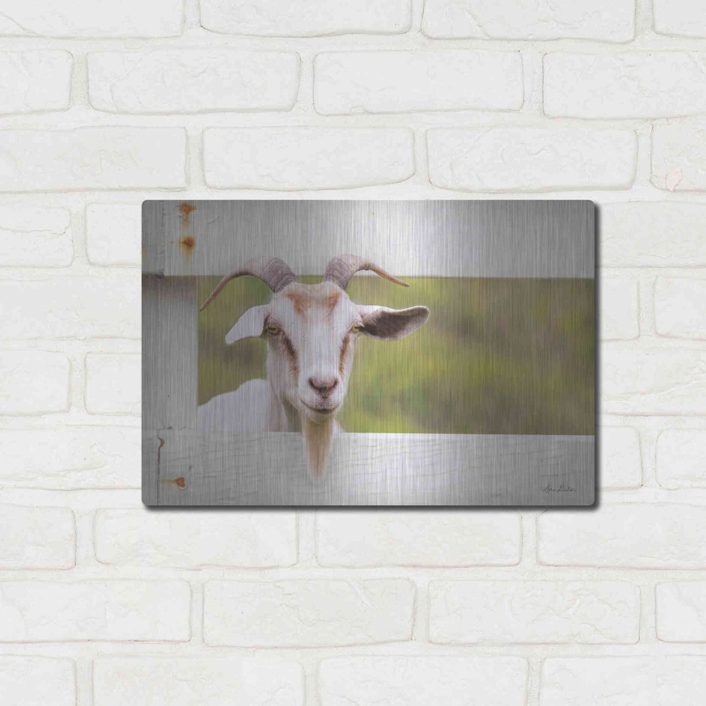 Luxe Metal Art 'Goat at Fence' by Lori Deiter, Metal Wall Art,16x12