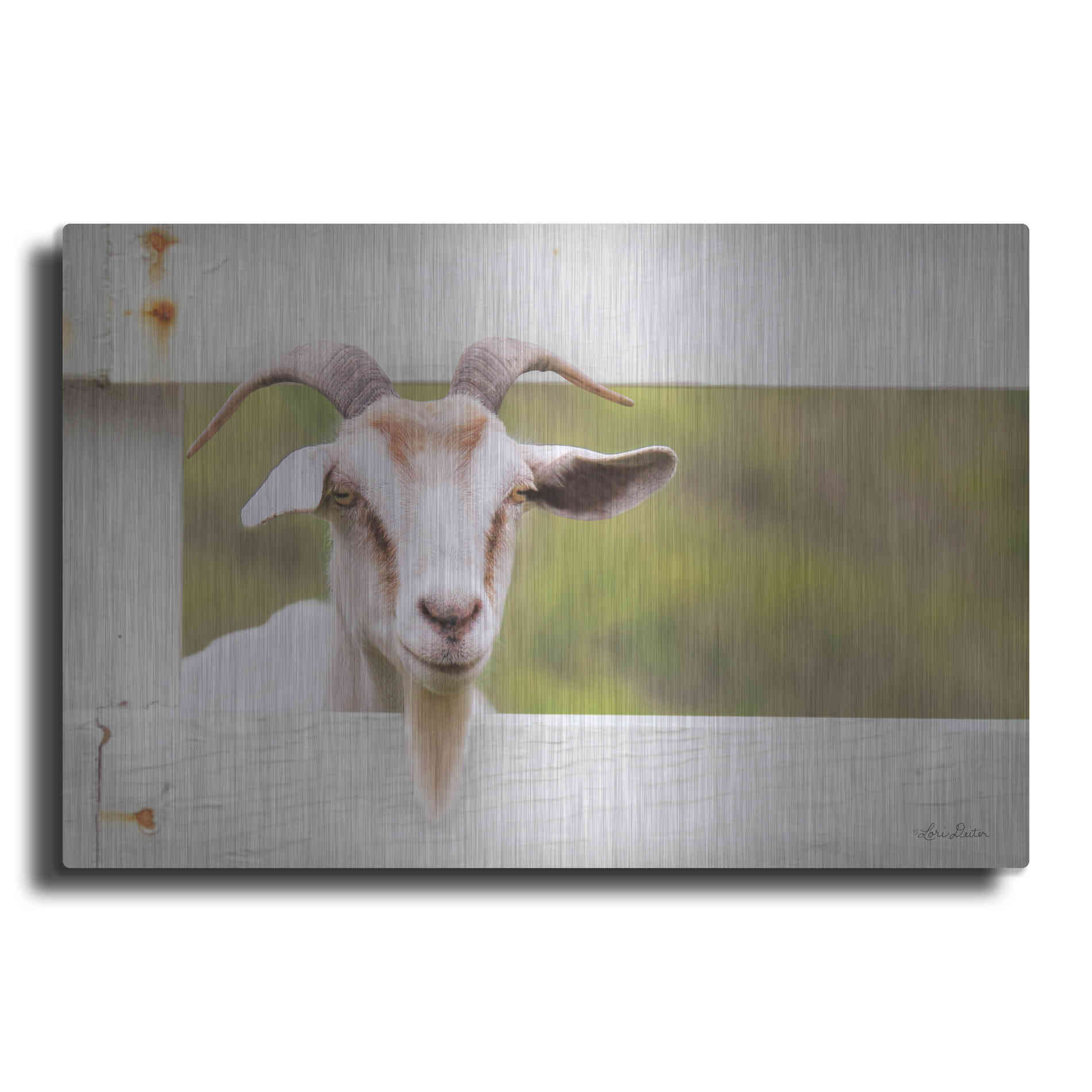 Luxe Metal Art 'Goat at Fence' by Lori Deiter, Metal Wall Art