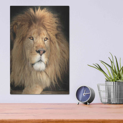 Luxe Metal Art 'King of the Jungle' by Lori Deiter, Metal Wall Art,12x16