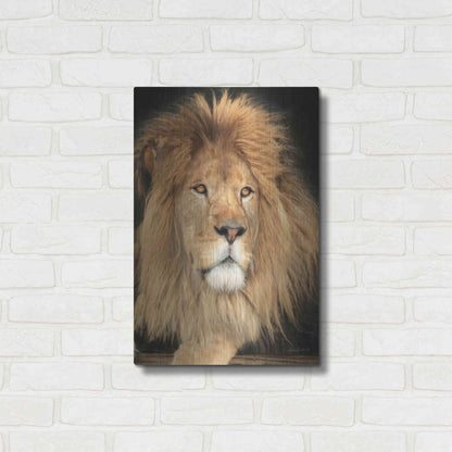 Luxe Metal Art 'King of the Jungle' by Lori Deiter, Metal Wall Art,16x24
