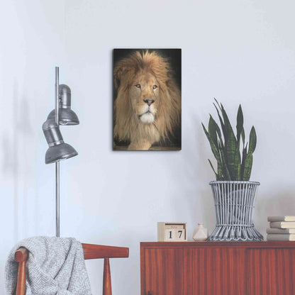Luxe Metal Art 'King of the Jungle' by Lori Deiter, Metal Wall Art,16x24