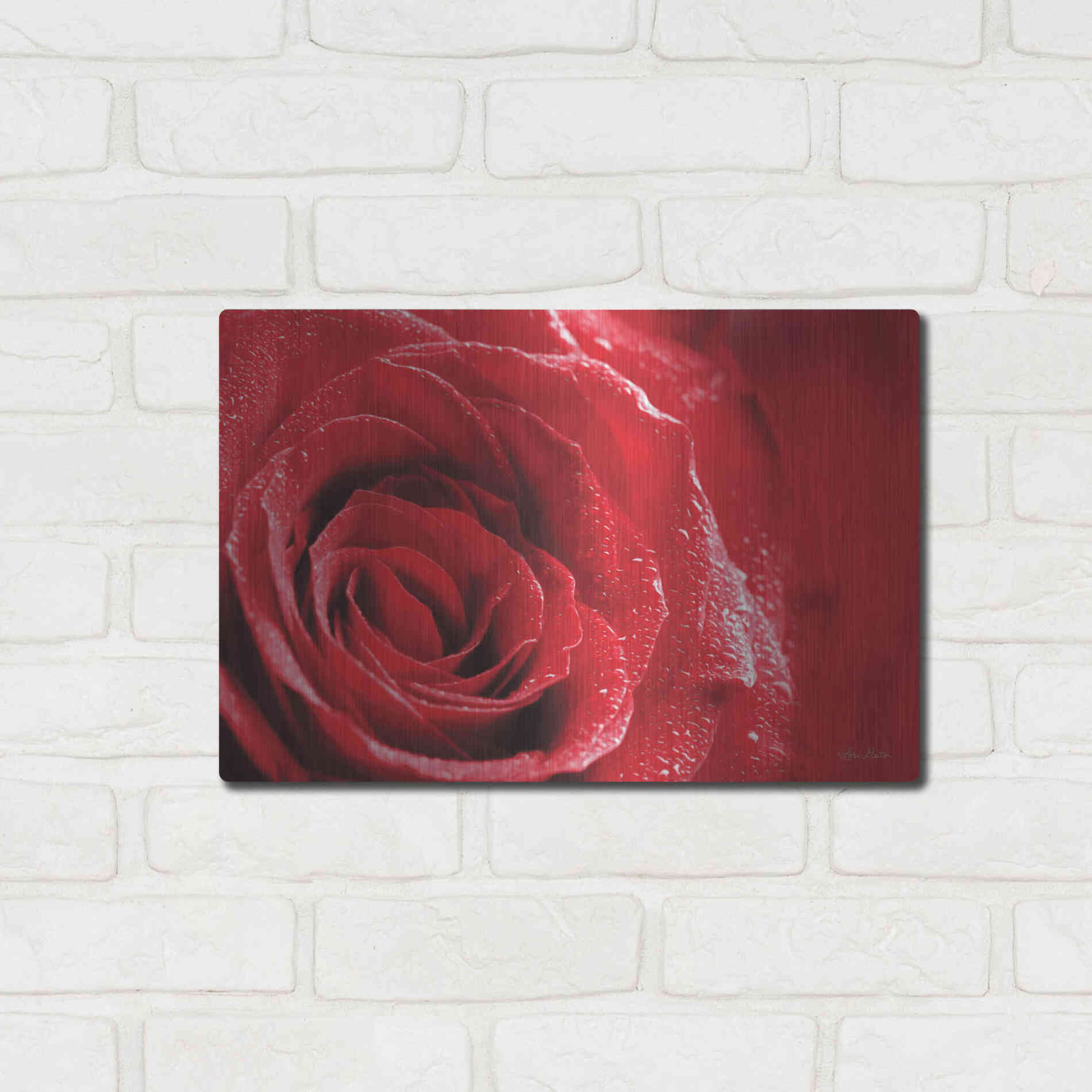 Luxe Metal Art 'Red Rose After Rain' by Lori Deiter, Metal Wall Art,16x12