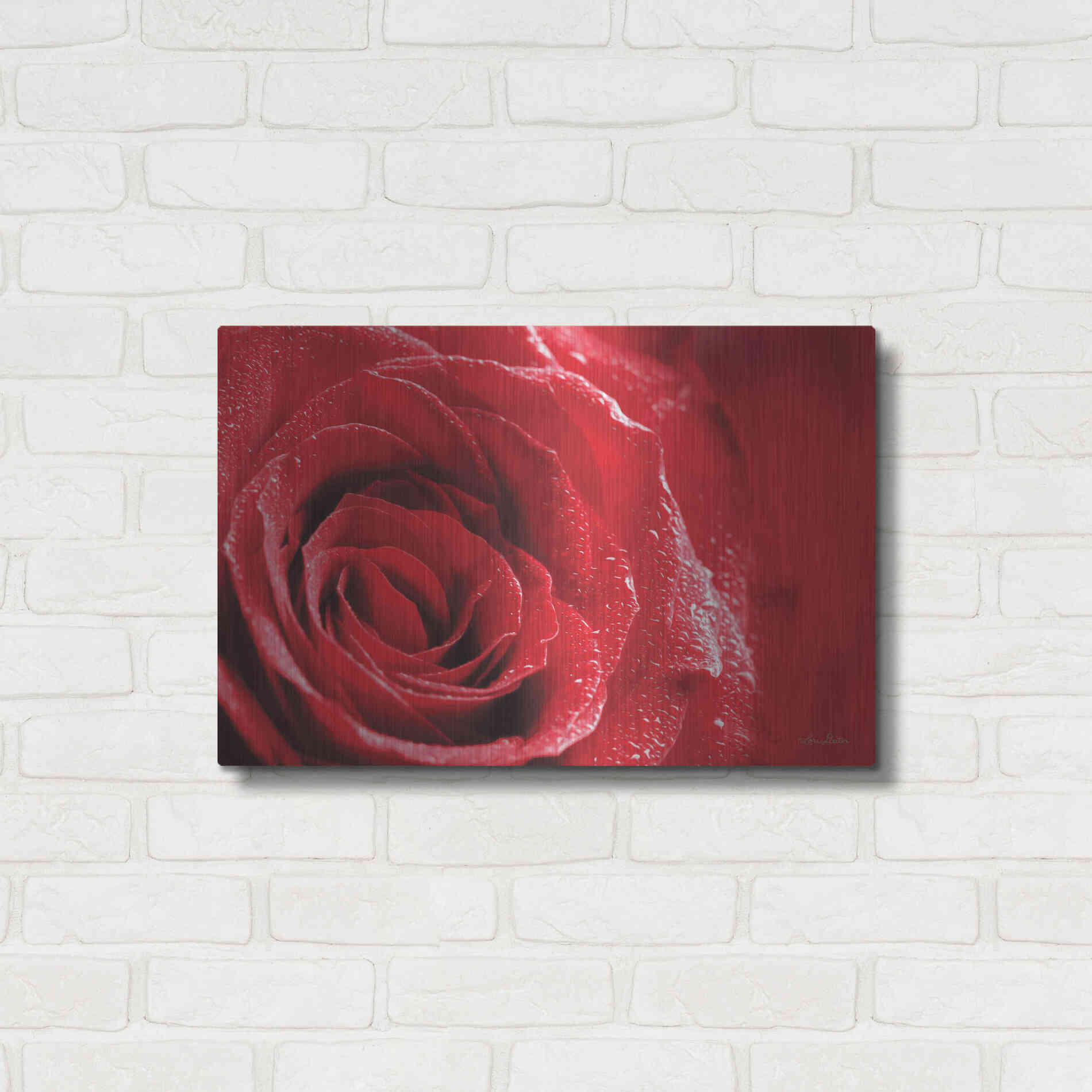 Luxe Metal Art 'Red Rose After Rain' by Lori Deiter, Metal Wall Art,24x16