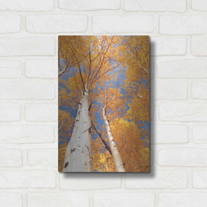 Luxe Metal Art 'Aspen I' by Lori Deiter, Metal Wall Art,12x16
