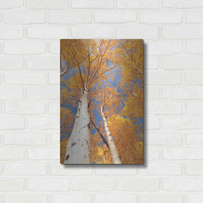 Luxe Metal Art 'Aspen I' by Lori Deiter, Metal Wall Art,16x24