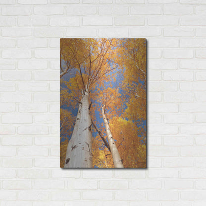 Luxe Metal Art 'Aspen I' by Lori Deiter, Metal Wall Art,24x36