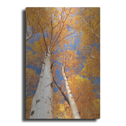 Luxe Metal Art 'Aspen I' by Lori Deiter, Metal Wall Art