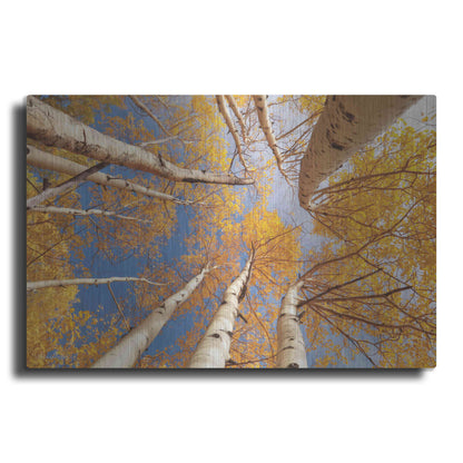 Luxe Metal Art 'Aspen II' by Lori Deiter, Metal Wall Art