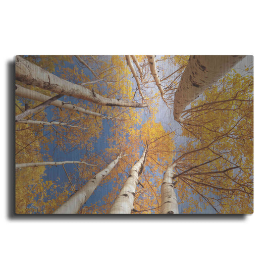 Luxe Metal Art 'Aspen II' by Lori Deiter, Metal Wall Art