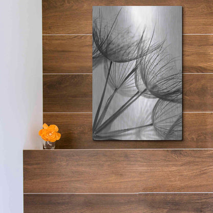 Luxe Metal Art 'Goatsbeard II' by Lori Deiter, Metal Wall Art,12x16