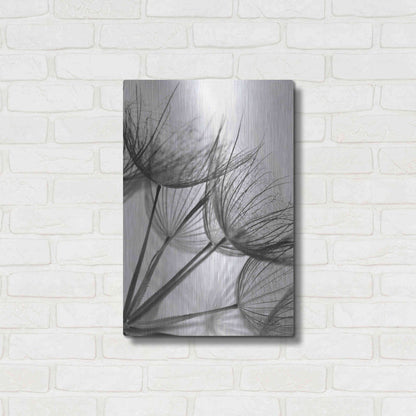 Luxe Metal Art 'Goatsbeard II' by Lori Deiter, Metal Wall Art,16x24