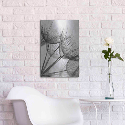 Luxe Metal Art 'Goatsbeard II' by Lori Deiter, Metal Wall Art,16x24