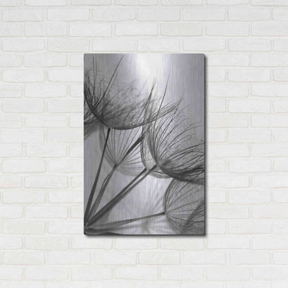 Luxe Metal Art 'Goatsbeard II' by Lori Deiter, Metal Wall Art,24x36