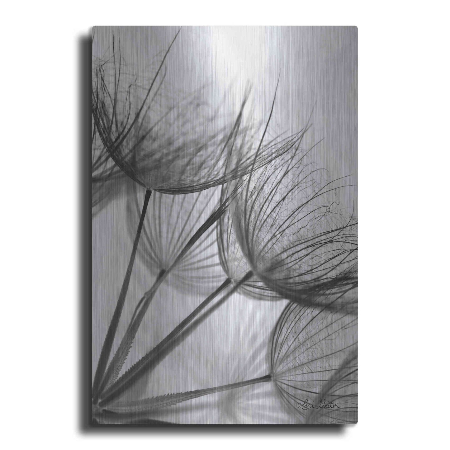 Luxe Metal Art 'Goatsbeard II' by Lori Deiter, Metal Wall Art