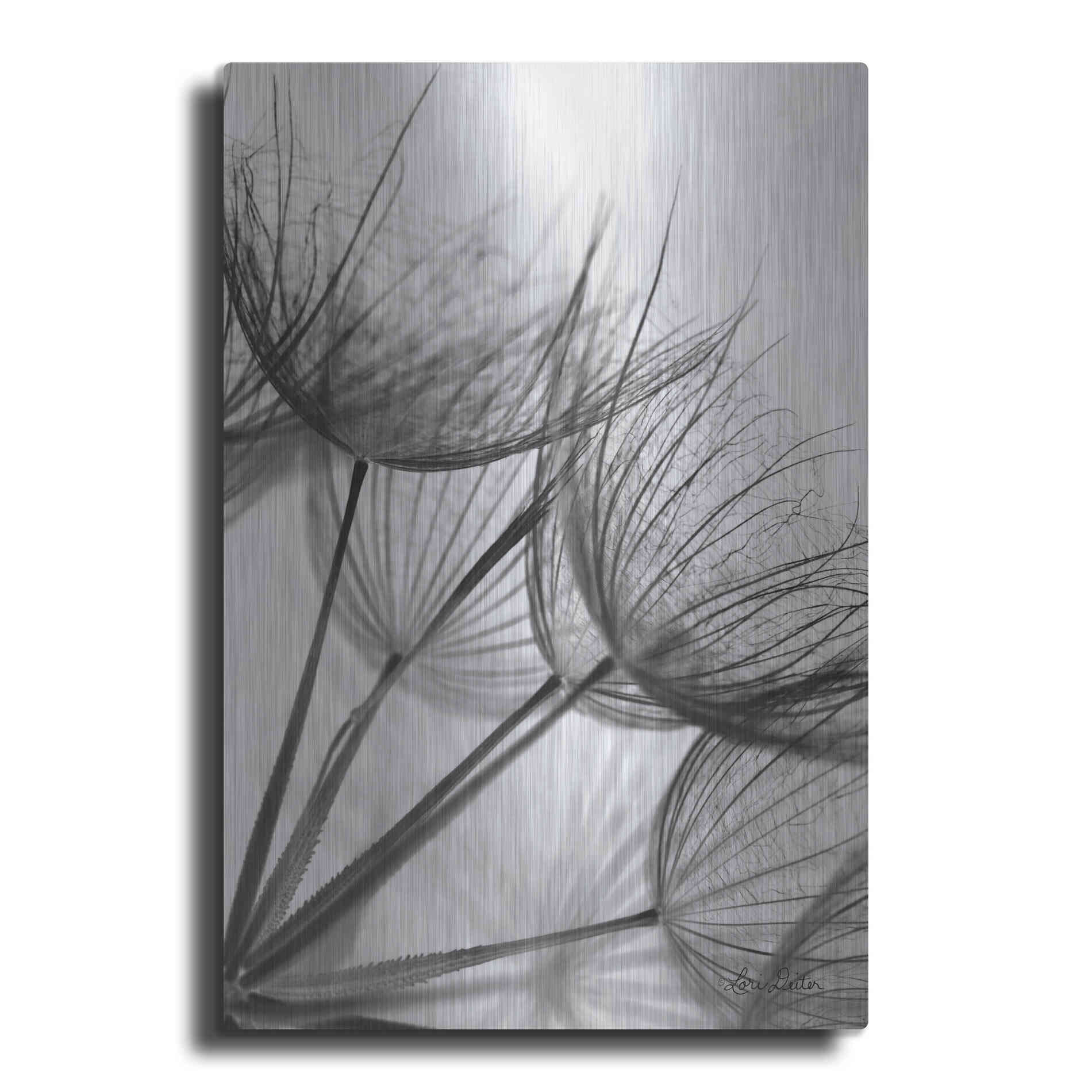 Luxe Metal Art 'Goatsbeard II' by Lori Deiter, Metal Wall Art