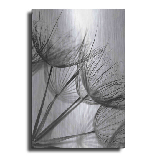 Luxe Metal Art 'Goatsbeard II' by Lori Deiter, Metal Wall Art