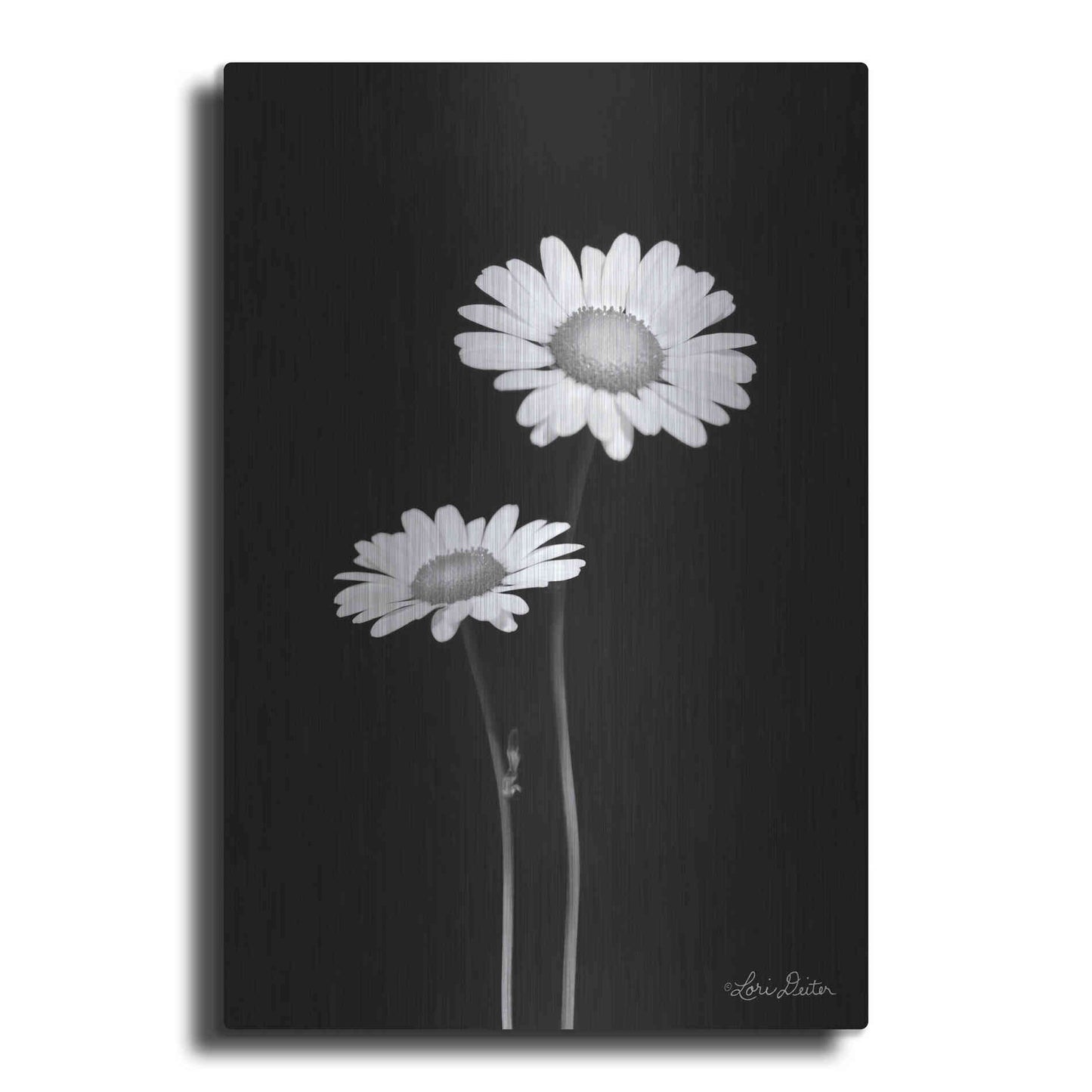 Luxe Metal Art 'Pair of Daisies' by Lori Deiter, Metal Wall Art