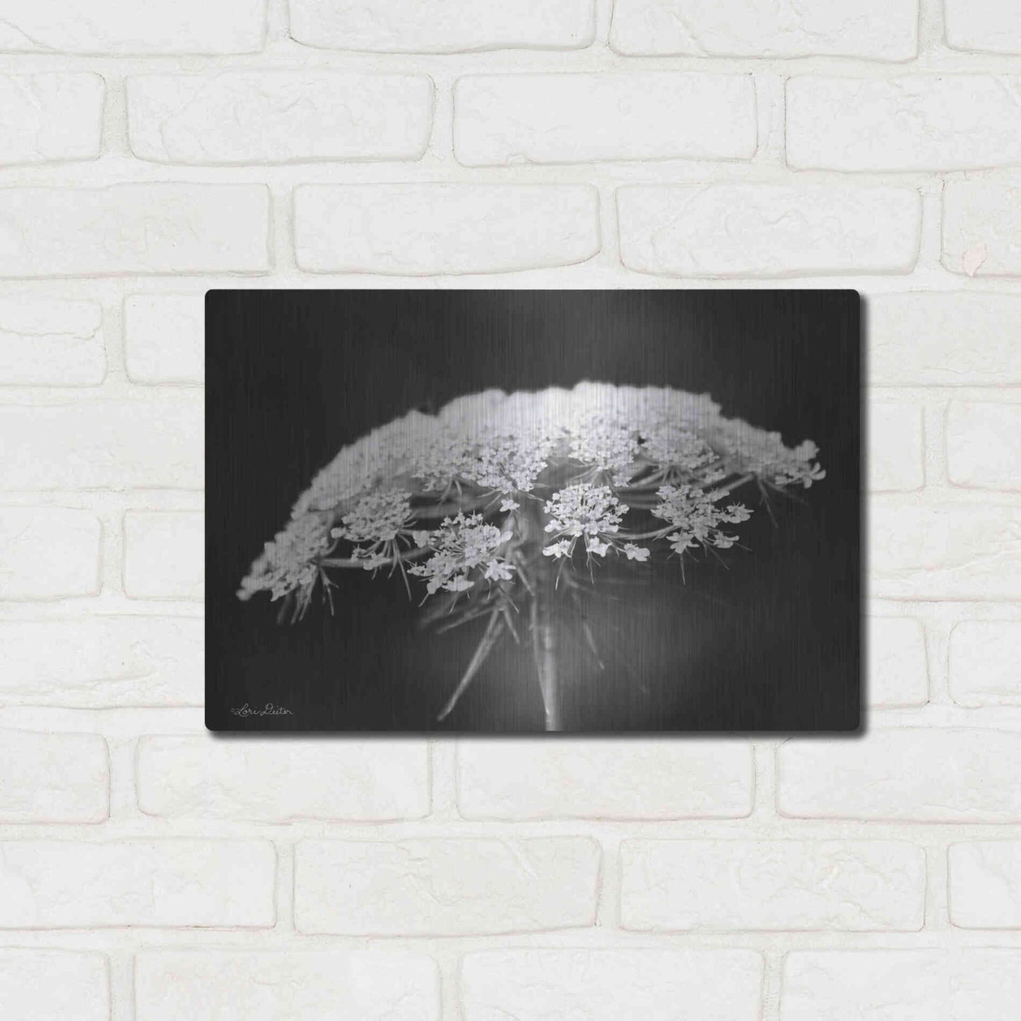 Luxe Metal Art 'Queen Anne's Lace' by Lori Deiter, Metal Wall Art,16x12