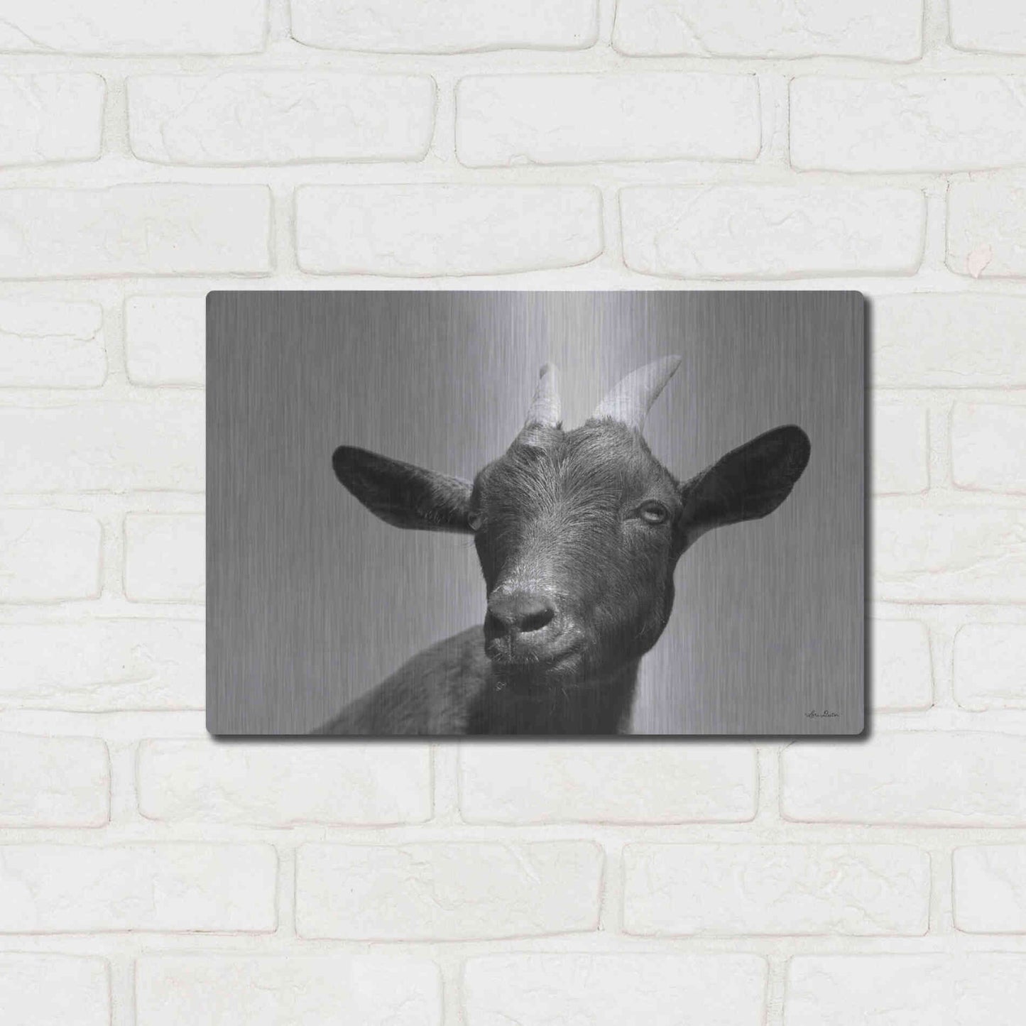 Luxe Metal Art 'Lake Tobias Goat I' by Lori Deiter, Metal Wall Art,16x12