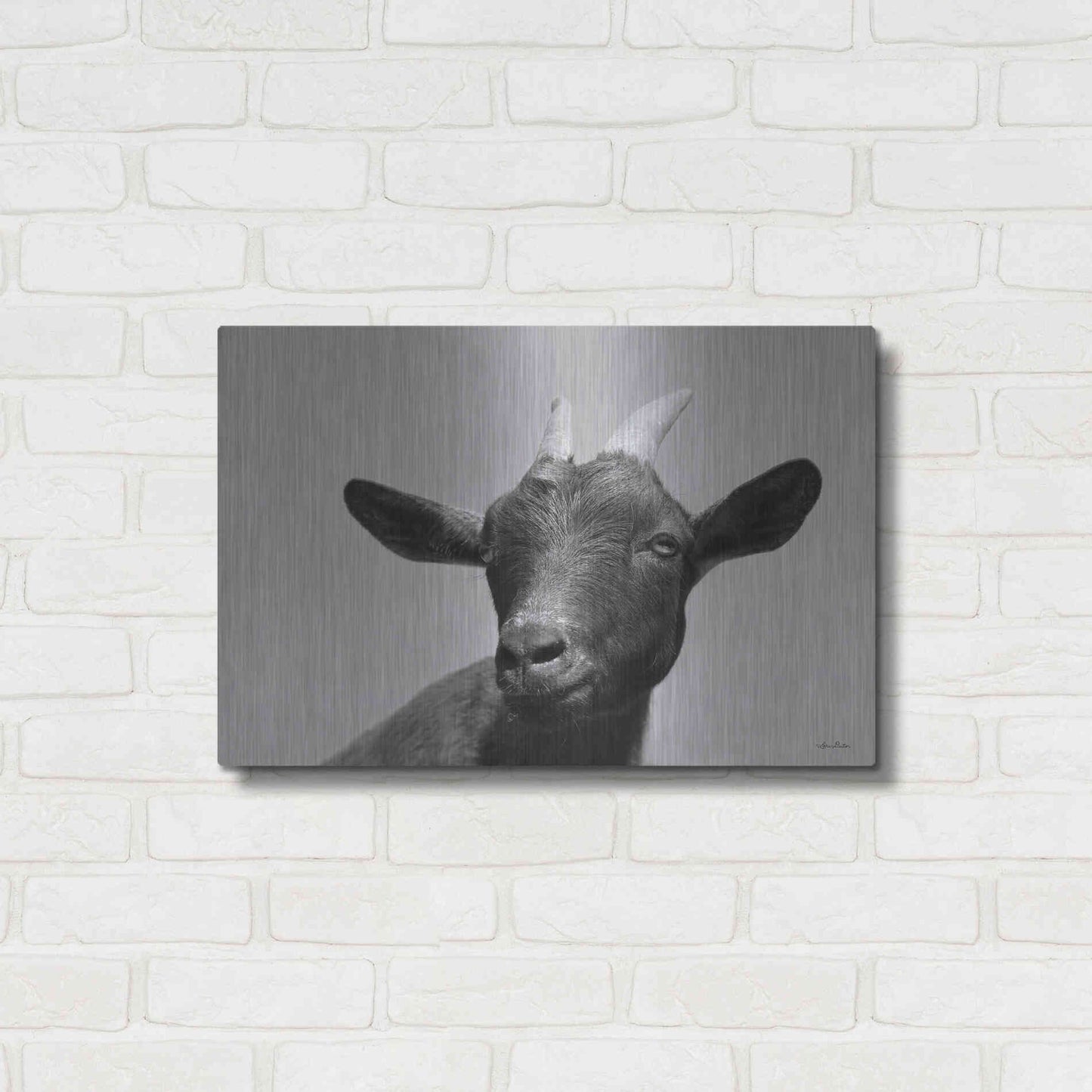 Luxe Metal Art 'Lake Tobias Goat I' by Lori Deiter, Metal Wall Art,24x16